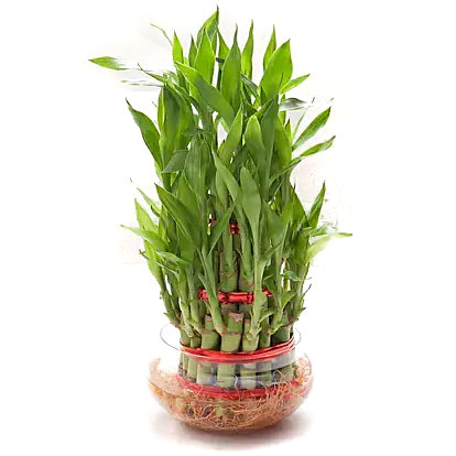 Bamboo Plant Online in Nepal