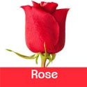 Valentine's Day Rose for Him to Nepal Online
